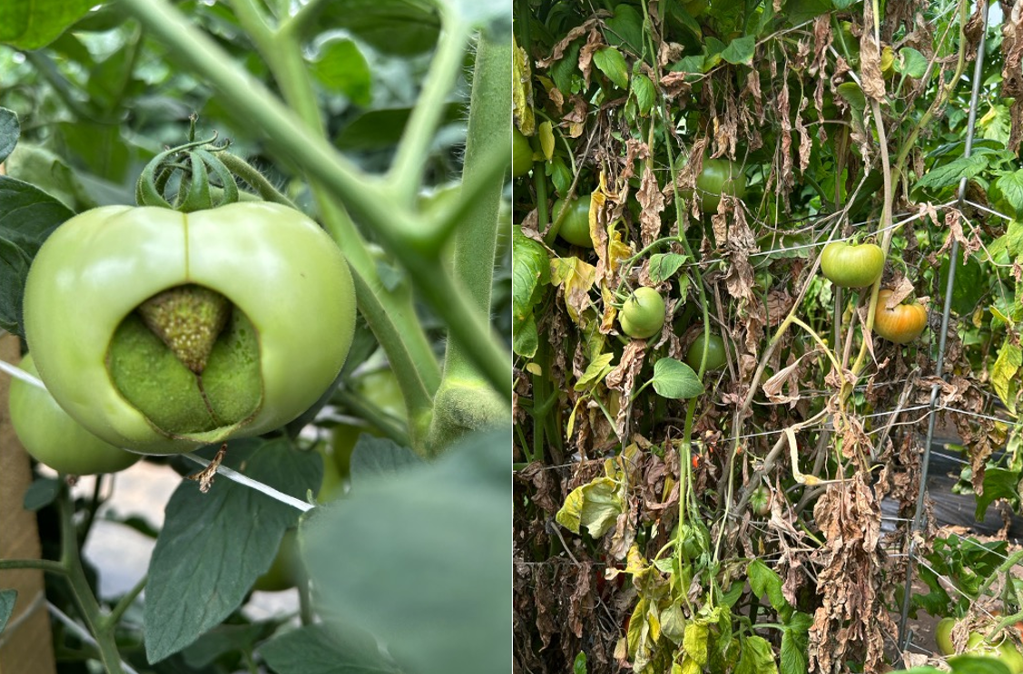 Catfacing and white mold tomatoes_Salta Mambetova.png